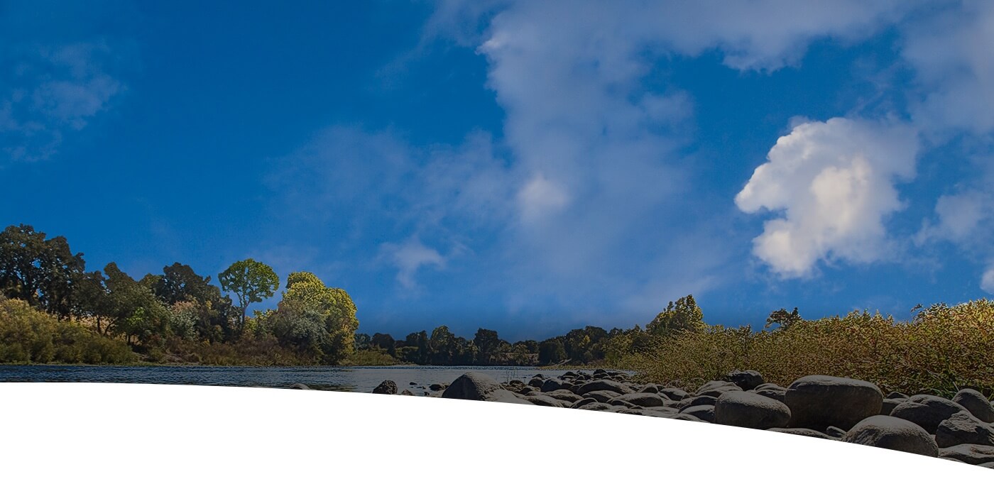 Serene trees and river